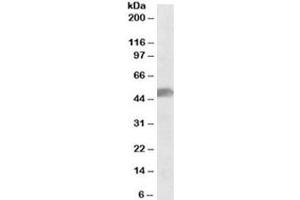 Western blot testing of human cerebellum lysate with SOX10 antibody at 0. (SOX10 antibody)