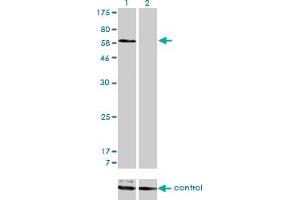 Western Blotting (WB) image for anti-Sorting Nexin 1 (SNX1) (AA 166-276) antibody (ABIN598935) (Sorting Nexin 1 antibody  (AA 166-276))