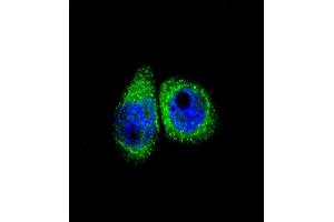 Confocal immunofluorescent analysis of CYP7B1 Antibody (Center) (ABIN652732 and ABIN2842485) with Hela cell followed by Alexa Fluor® 488-conjugated goat anti-rabbit lgG (green). (CYP7B1 antibody  (AA 252-281))