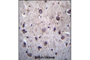 DOC2A Antibody (Center) (ABIN656766 and ABIN2845987) immunohistochemistry analysis in formalin fixed and paraffin embedded human brain tissue followed by peroxidase conjugation of the secondary antibody and DAB staining. (DOC2A antibody  (AA 277-306))