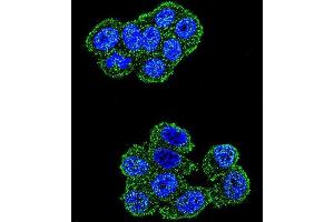 Confocal immunofluorescent analysis of UQCRFS1 Antibody (C-term) with Hela cell followed by Alexa Fluor 488-conjugated goat anti-rabbit lgG (green). (UQCRFS1 (Complex III Subunit Rieske) (AA 188-217), (C-Term) antibody)