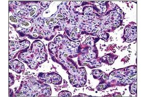 Human Placenta: Formalin-Fixed, Paraffin-Embedded (FFPE). (ENOS antibody  (AA 1181-1194))