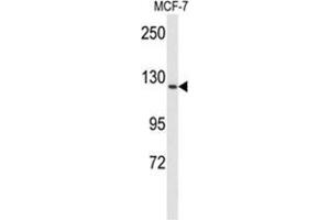 Western blot analysis of VGFR1 Antibody in MCF-7 cell line lysates (35 µg/lane). (FLT1 antibody)