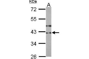 WB Image Sample (50 ug of whole cell lysate) A: mouse stomach 10% SDS PAGE antibody diluted at 1:1000 (B3GNT3 antibody)