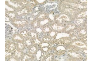 ABIN6257969 and ABIN6274379 at 1/100 staining human normal kidney tissue by IHC-P. (ERK1 antibody  (C-Term))