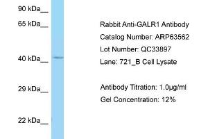 Western Blotting (WB) image for anti-Galanin Receptor 1 (GALR1) (C-Term) antibody (ABIN2789546) (Galanin Receptor 1 antibody  (C-Term))