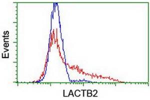 HEK293T cells transfected with either RC201465 overexpress plasmid (Red) or empty vector control plasmid (Blue) were immunostained by anti-LACTB2 antibody (ABIN2454344), and then analyzed by flow cytometry. (LACTB2 antibody)