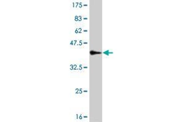 SASH1 antibody  (AA 1066-1175)