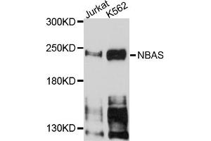 Western blot analysis of extracts of Jurkat and K562 cells, using NBAS antibody. (NBAS antibody)