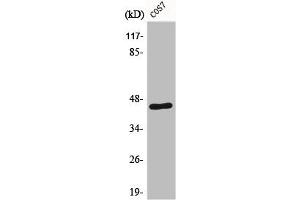 Western Blot analysis of COS7 cells using E2F-4/5 Polyclonal Antibody (E2F4/E2F5 (E2F4/5) (Internal Region) antibody)