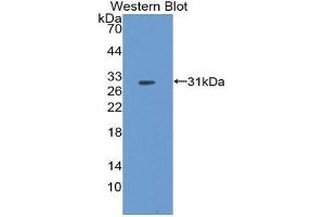 Western Blotting (WB) image for anti-Fibroblast Growth Factor 5 (FGF5) (AA 23-268) antibody (ABIN1867965) (FGF5 antibody  (AA 23-268))