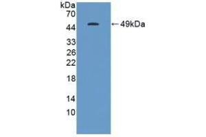 Detection of Recombinant GKN1, Human using Polyclonal Antibody to Gastrokine 1 (GKN1) (Gastrokine 1 antibody  (AA 22-199))