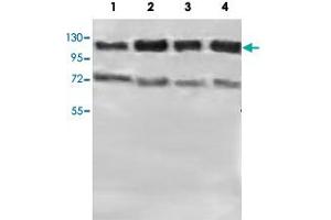 Western blot analysis of HeLa (Lane 1), MCF-7 (Lane 2), HepG2 (Lane 3) and HEK293 (Lane 4) lysate with PTPN12 polyclonal antibody  at 1 : 500 dilution. (PTPN12 antibody  (AA 544-771))