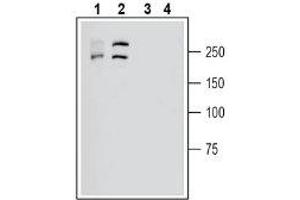 Plexin C1 anticorps  (Extracellular, N-Term)