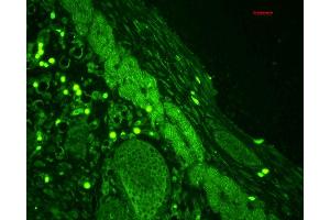 Immunohistochemistry analysis using Rabbit Anti-Rab4 Polyclonal Antibody . (Rab4 antibody  (C-Term) (Atto 488))