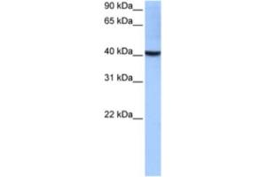Western Blotting (WB) image for anti-LOC652559 (LOC652559) antibody (ABIN2463272) (LOC652559 antibody)