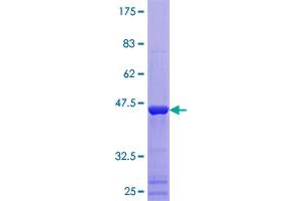 UBE2V2 Protein (AA 1-145) (GST tag)