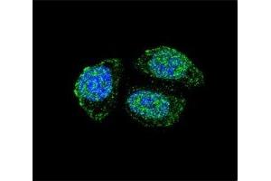 Confocal immunofluorescent analysis of IL17B antibody with HeLa cells followed by Alexa Fluor 488-conjugated goat anti-rabbit lgG (green). (IL17B antibody  (AA 39-66))