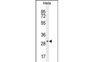 EMG1 Antibody (Center) (ABIN655081 and ABIN2844713) western blot analysis in Hela cell line lysates (35 μg/lane).