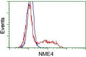 Image no. 1 for anti-NME/NM23 Nucleoside Diphosphate Kinase 4 (NME4) antibody (ABIN1499774) (NME4 antibody)