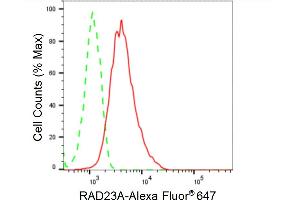 Flow cytometric analysis of RAD23A expression in HepG2 cells using RAD23A antibody (ABIN7800116), 1:2,000). (Recombinant RAD23A antibody)