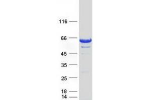 Validation with Western Blot (Nucleobindin 1 Protein (NUCB1) (Myc-DYKDDDDK Tag))