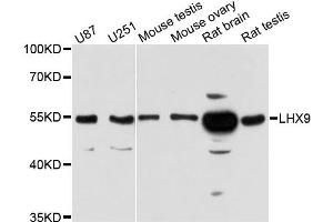 Western blot analysis of extracts of various cell lines, using LHX9 antibody. (LHX9 antibody)
