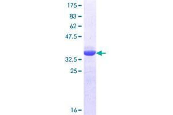 CRTC1 Protein (AA 553-634) (GST tag)