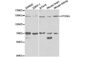 Western blot analysis of extracts of various cell lines, using PTPRA antibody. (PTPRA antibody  (AA 20-142))