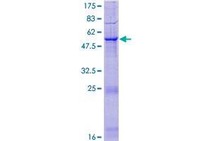 PI15 Protein (AA 1-258) (GST tag)