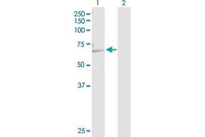 Western Blot analysis of KAT5 expression in transfected 293T cell line by KAT5 MaxPab polyclonal antibody. (KAT5 antibody  (AA 1-513))