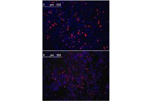Immunofluorescence (IF) image for anti-Kruppel-Like Factor 4 (Gut) (KLF4) antibody (ABIN356389) (KLF4 antibody)