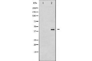 Western blot analysis of HDAC8 phosphorylation expression in NIH-3T3 whole cell lysates,The lane on the left is treated with the antigen-specific peptide.