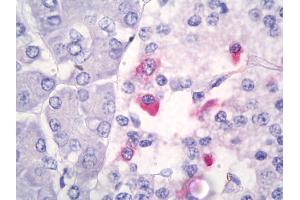 Anti-Somatostatin antibody IHC of human pancreas. (Somatostatin antibody)