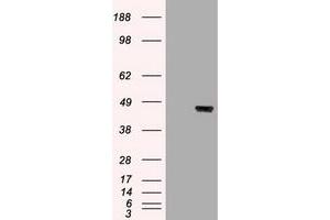 Image no. 1 for anti-Keratin 19 (KRT19) (AA 240-390) antibody (ABIN1491257)