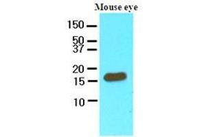 Cell lysates of mouse eye (60 ug) were resolved by SDS-PAGE, transferred to nitrocellulose membrane and probed with anti-human CRABP2 (1:250).