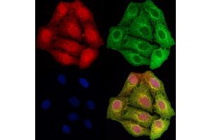ABIN6261919 and ABIN6278467 staining Hela cells by IF/ICC.