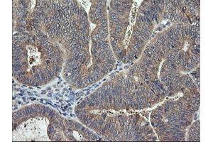 Image no. 1 for anti-Ras Homolog Gene Family, Member J (RHOJ) antibody (ABIN1501341) (RHOJ antibody)