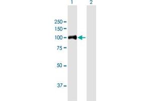 Western Blot analysis of HAP1 expression in transfected 293T cell line by HAP1 MaxPab polyclonal antibody.