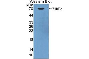 Western Blotting (WB) image for anti-Heat Shock 70kDa Protein 1A (HSPA1A) (AA 1-641) antibody (ABIN1078111)