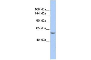 anti-Chromodomain Helicase DNA Binding Protein 2 (CHD2) (N-Term) antibody