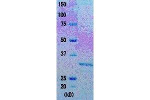 SDS-PAGE (SDS) image for Taq SSB (Active) protein (ABIN2452212)