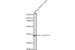 Western blot analysis of extracts of Mouse skeletal muscle, using PD-L1/CD274 antibody (ABIN6129976, ABIN6138153, ABIN6138154 and ABIN6215142) at 1:500 dilution. (PD-L1 antibody  (AA 19-238))