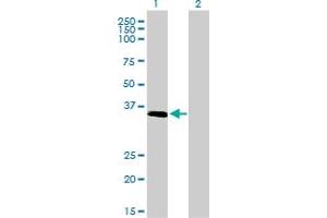 Western Blot analysis of ELAVL4 expression in transfected 293T cell line by ELAVL4 monoclonal antibody (M01), clone 6B9.