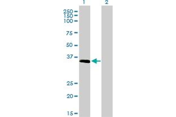 ELAVL4 antibody  (AA 312-380)