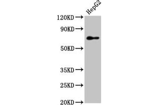 PEX5 antibody  (AA 149-283)