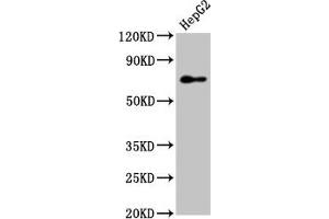 Western Blot Positive WB detected in: HepG2 whole cell lysate All lanes: PEX5 antibody at 7.