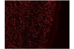AP23698PU-N Galanin Antibody staining of PFA-perfused cryosection of Human Hypothalamus at 0.