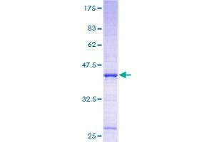 INO80C Protein (AA 1-137) (GST tag)