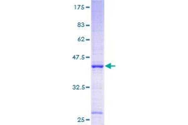 INO80C Protein (AA 1-137) (GST tag)